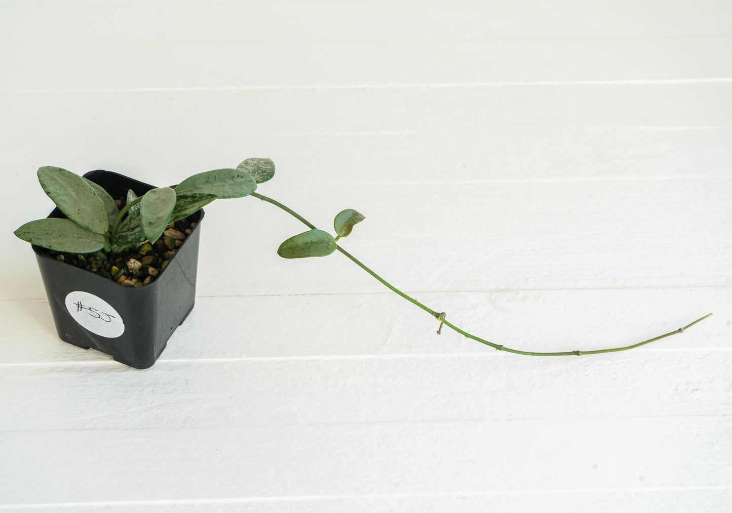 Hoya lima (Silver) | 2-Inch