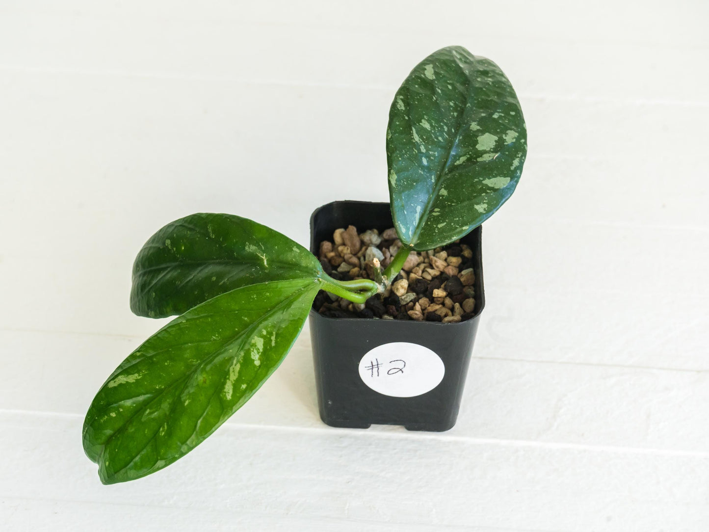 Hoya Lai Chau (Splash) | 2-Inch