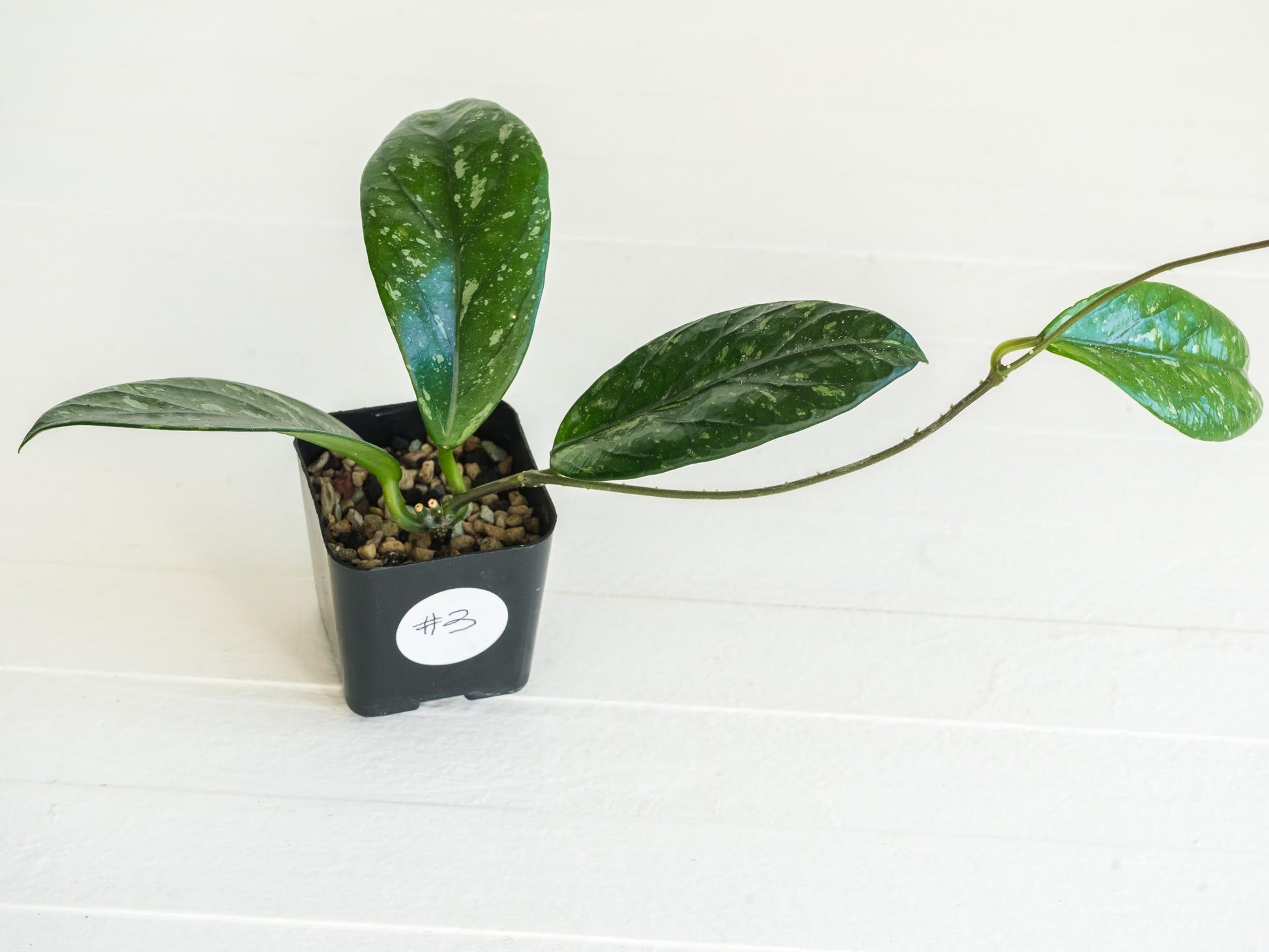 Hoya Lai Chau (Splash) | 2-Inch