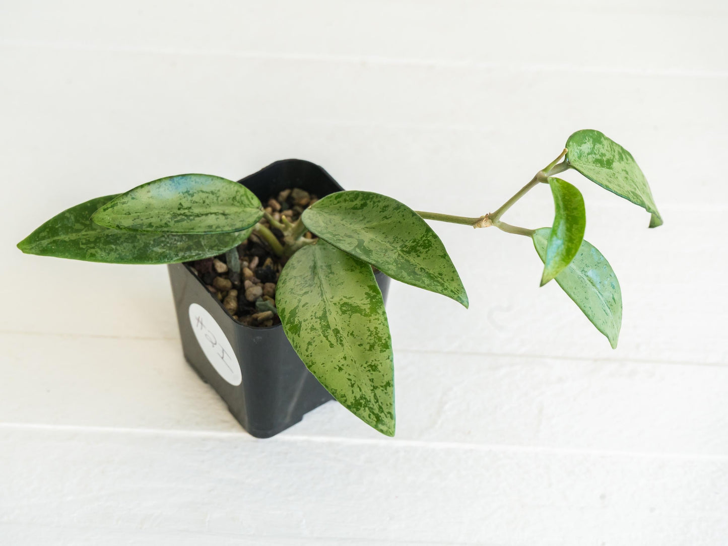 Hoya 'Rime' (Splash) | 2-Inch