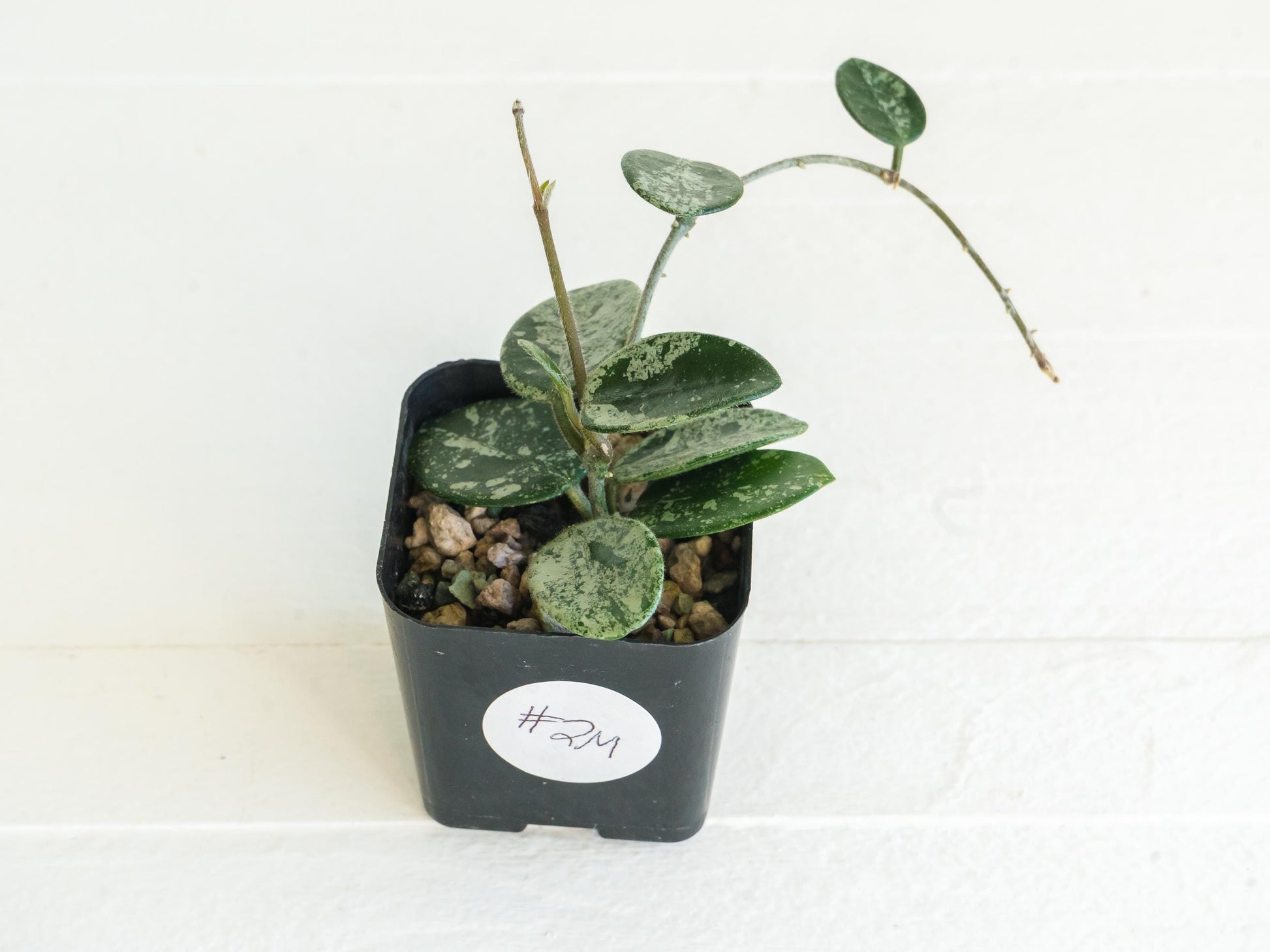 Hoya 'Mathilde' (Splash) | 2-Inch