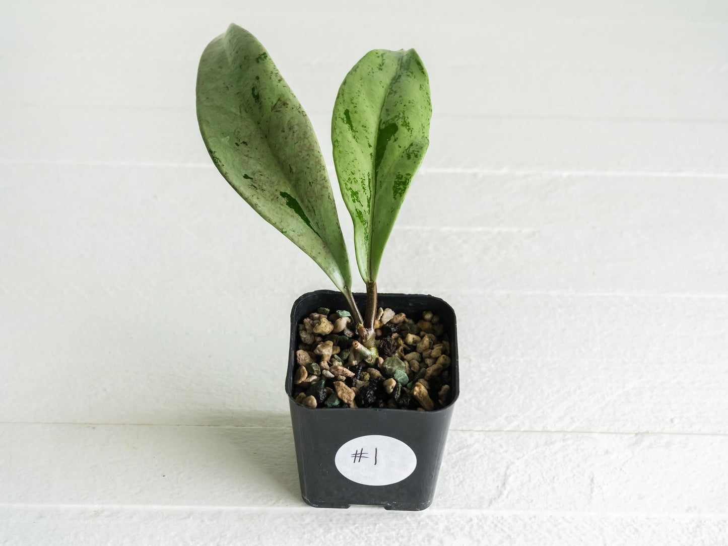 Hoya pubicalyx 'Pink Silver Ghost' | 2-Inch