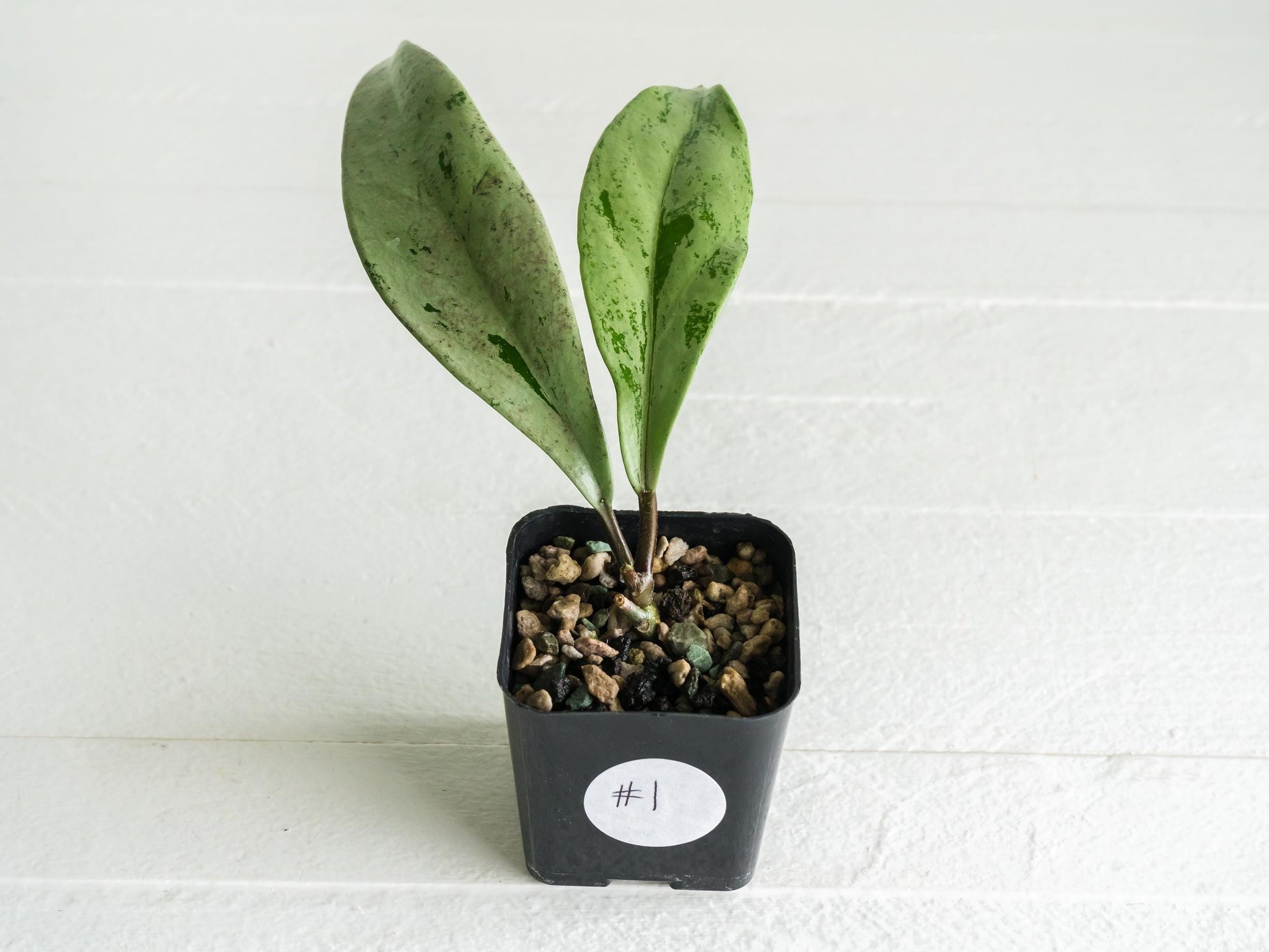 Hoya pubicalyx 'Pink Silver Ghost' | 2-Inch