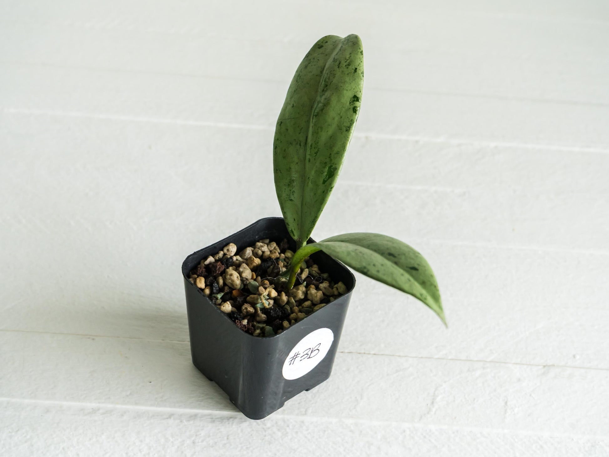 Hoya pubicalyx 'Pink Silver Ghost' | 2-Inch