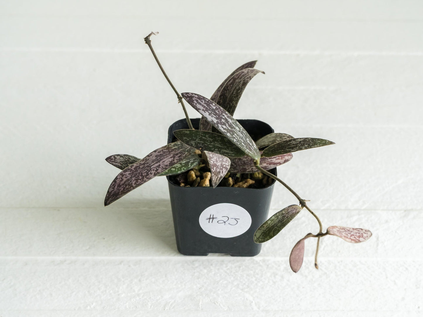 Hoya sigillatis | 2-Inch