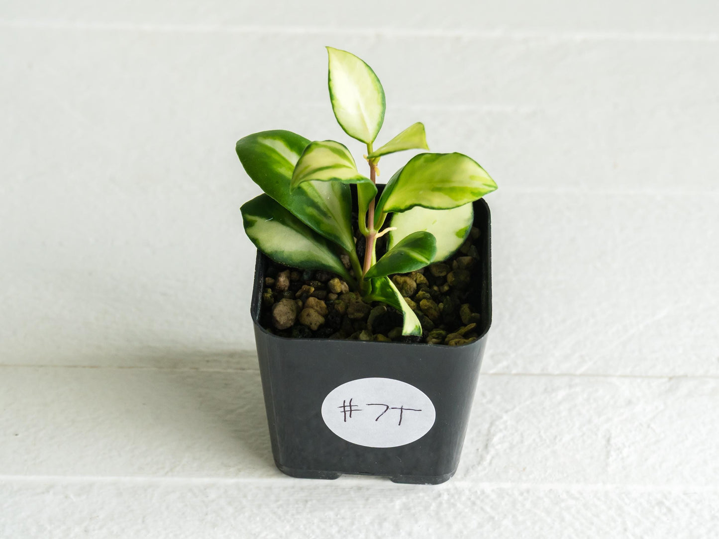 Hoya heuschkeliana (Inner Variegated)| 2-Inch