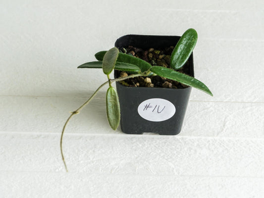 Hoya lyi | 2-Inch