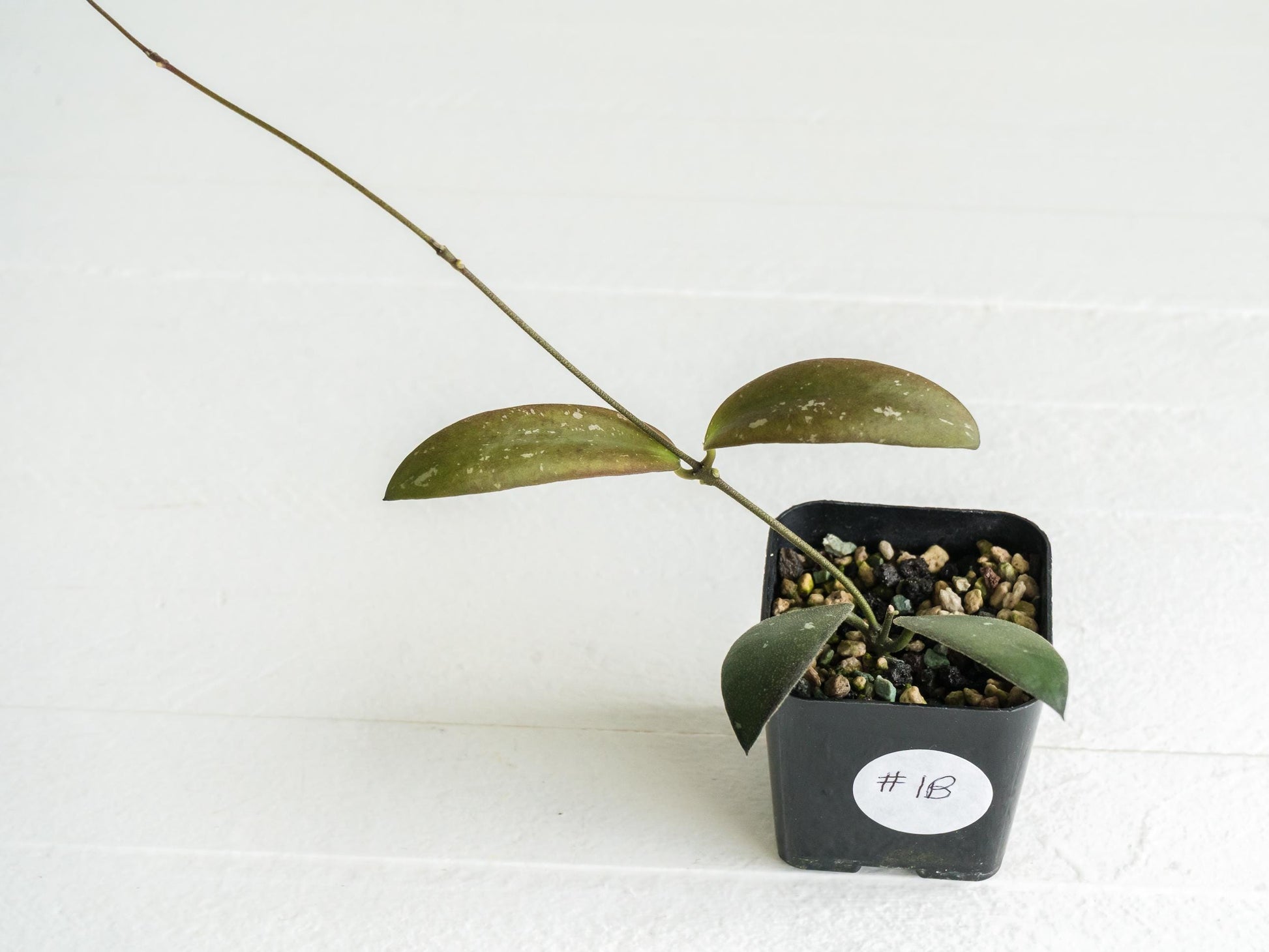 Hoya sabah 'Dragonfly' (EPC-960) | 2-Inch