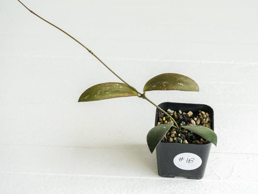Hoya sabah 'Dragonfly' (EPC-960) | 2-Inch