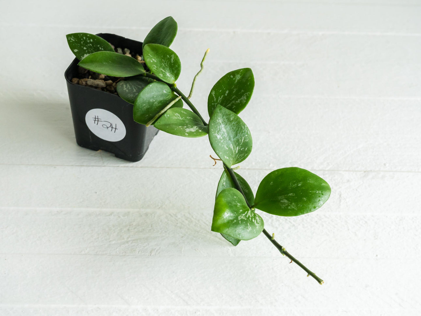 Hoya collina (IR-26) | 2-Inch