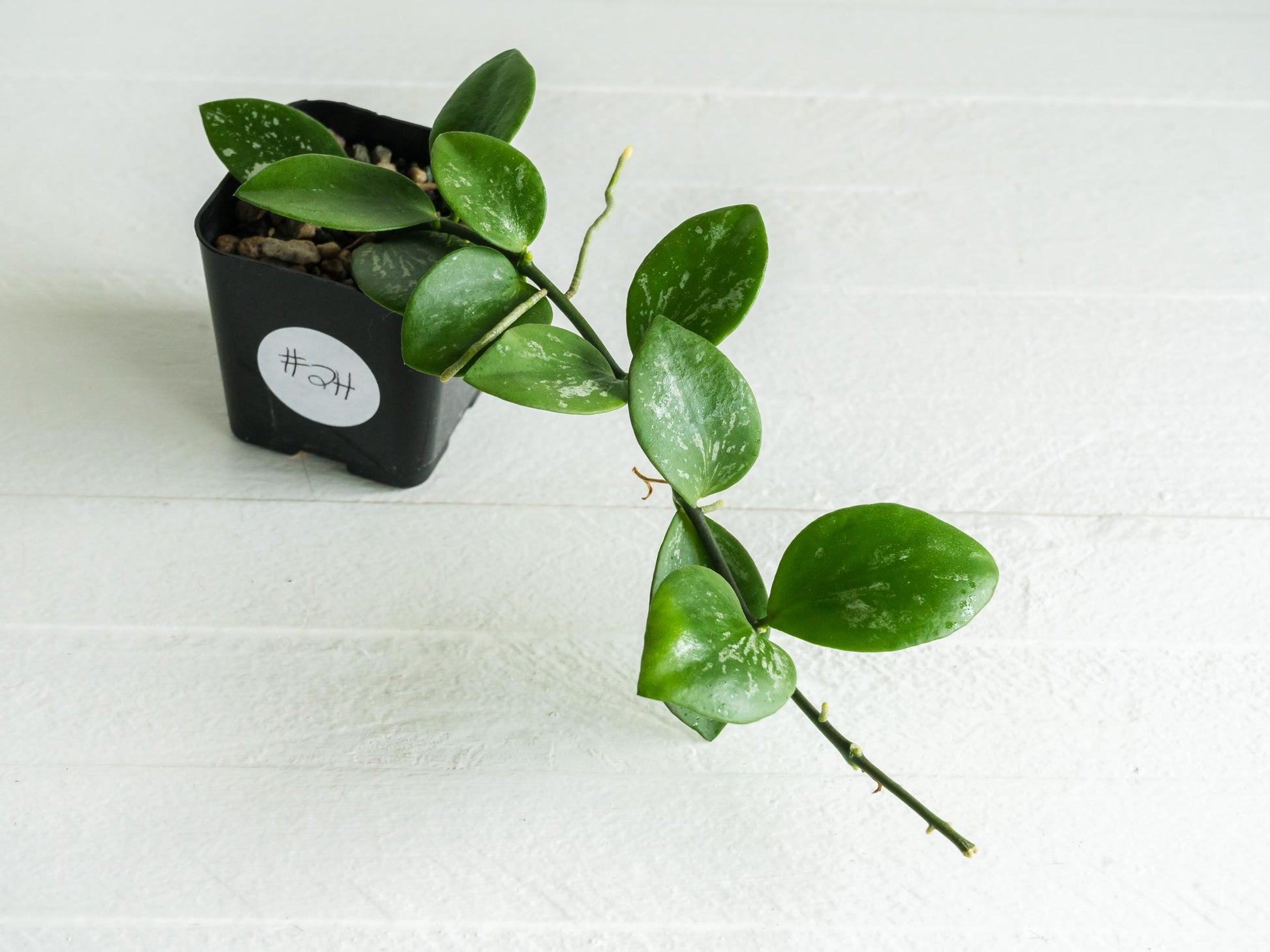 Hoya collina (IR-26) | 2-Inch