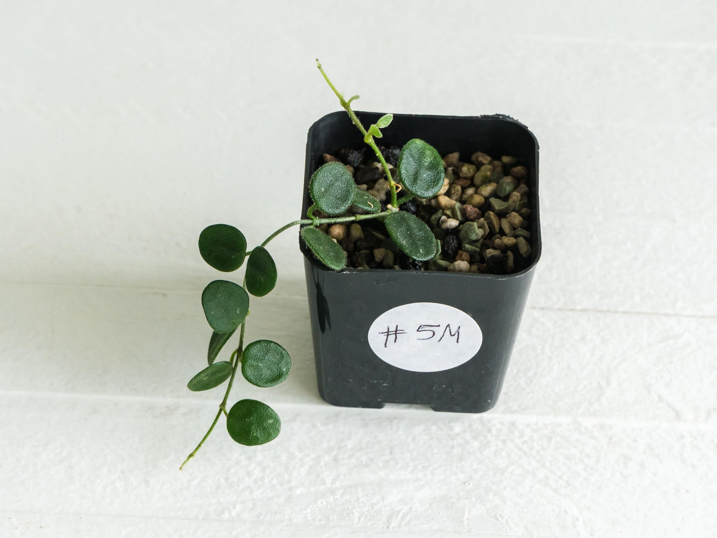 Hoya serpens | 2-Inch