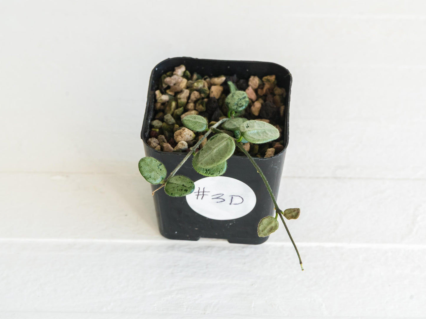 Hoya serpens (Silver) | 2-Inch