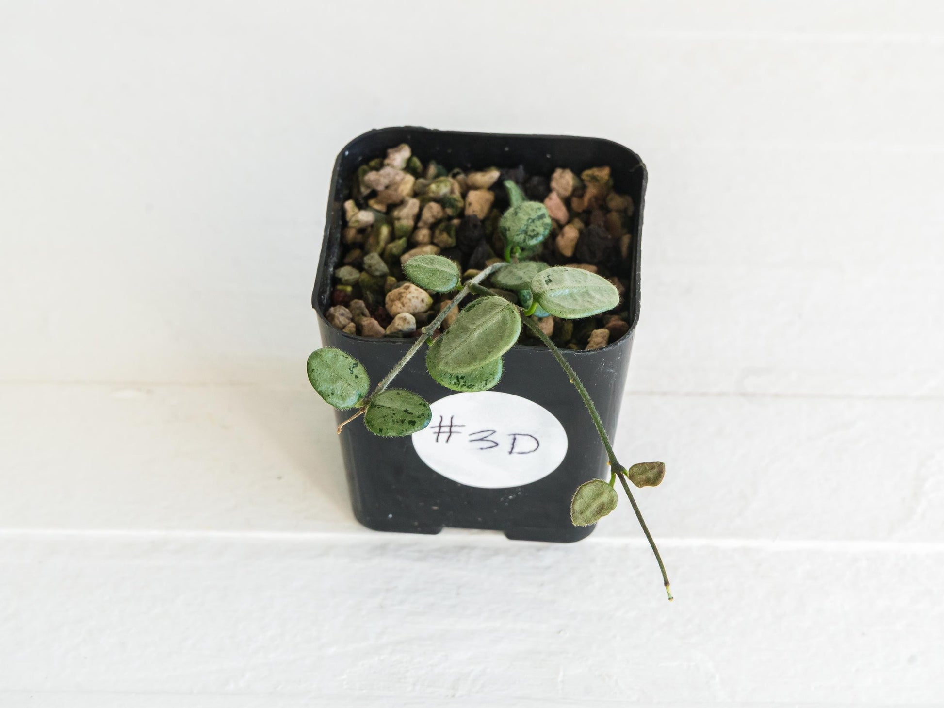 Hoya serpens (Silver) | 2-Inch