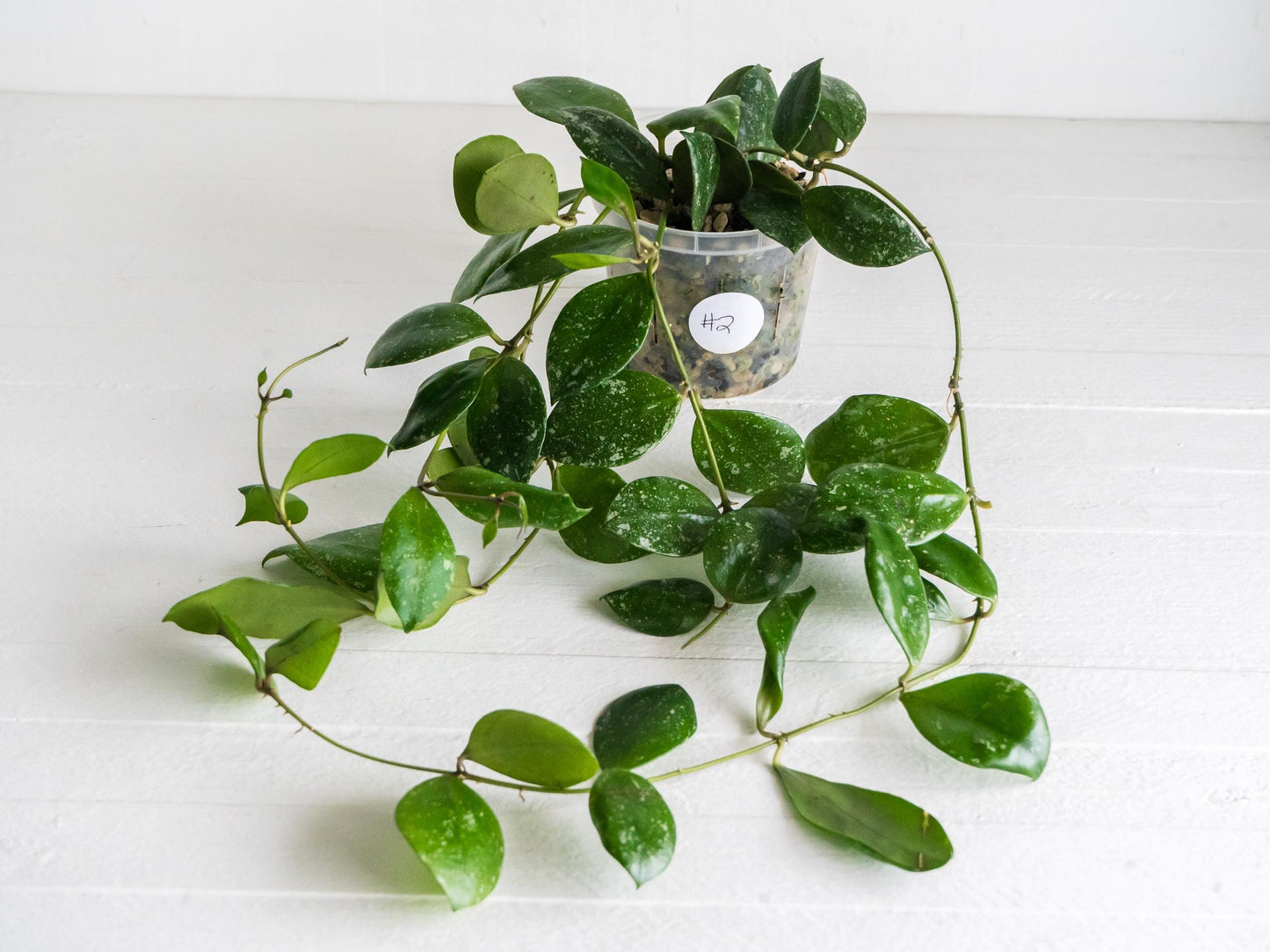 Hoya walliniana (Splash) | 3-Inch