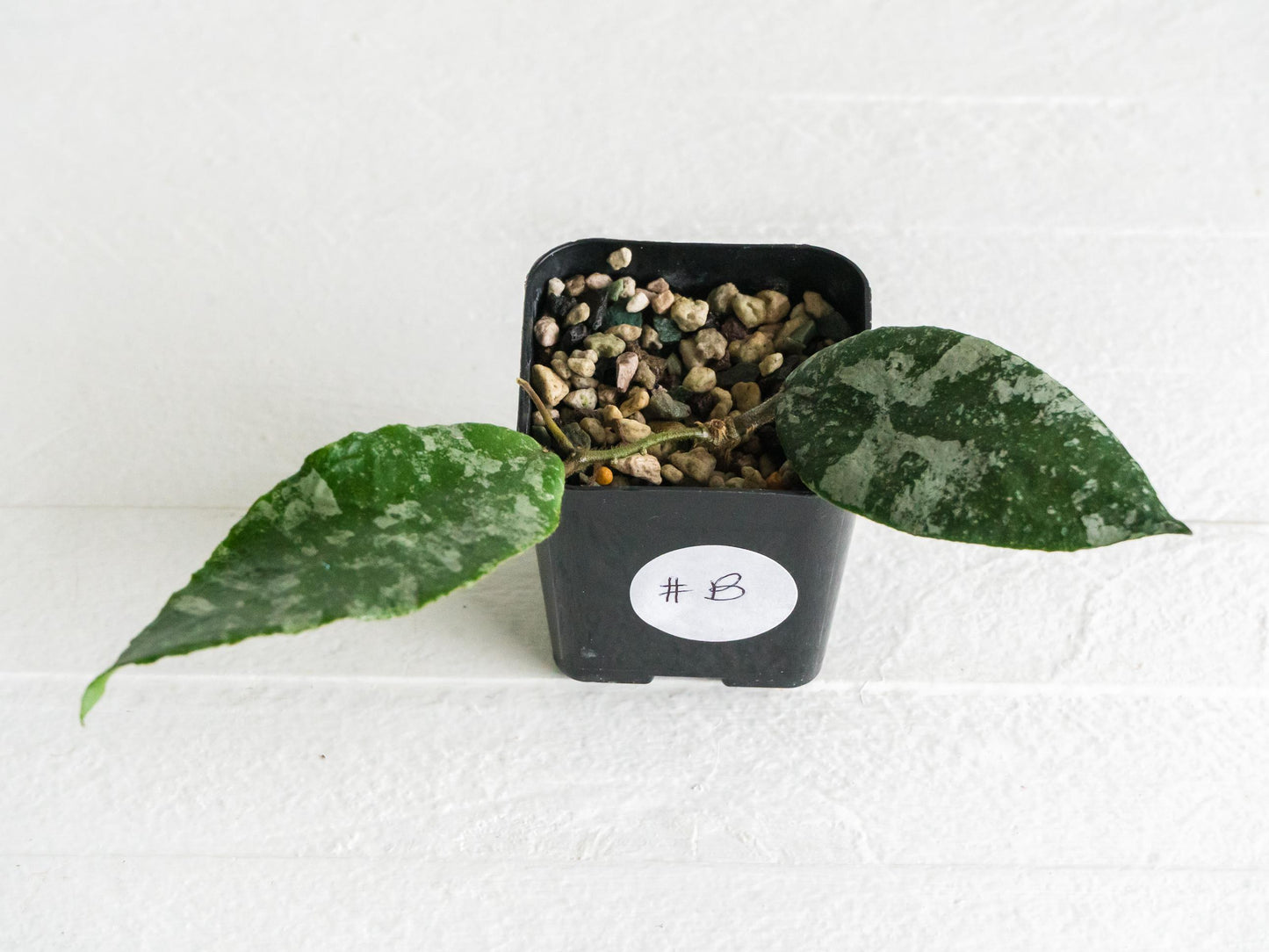 Hoya caudata (Silver) | 2-Inch