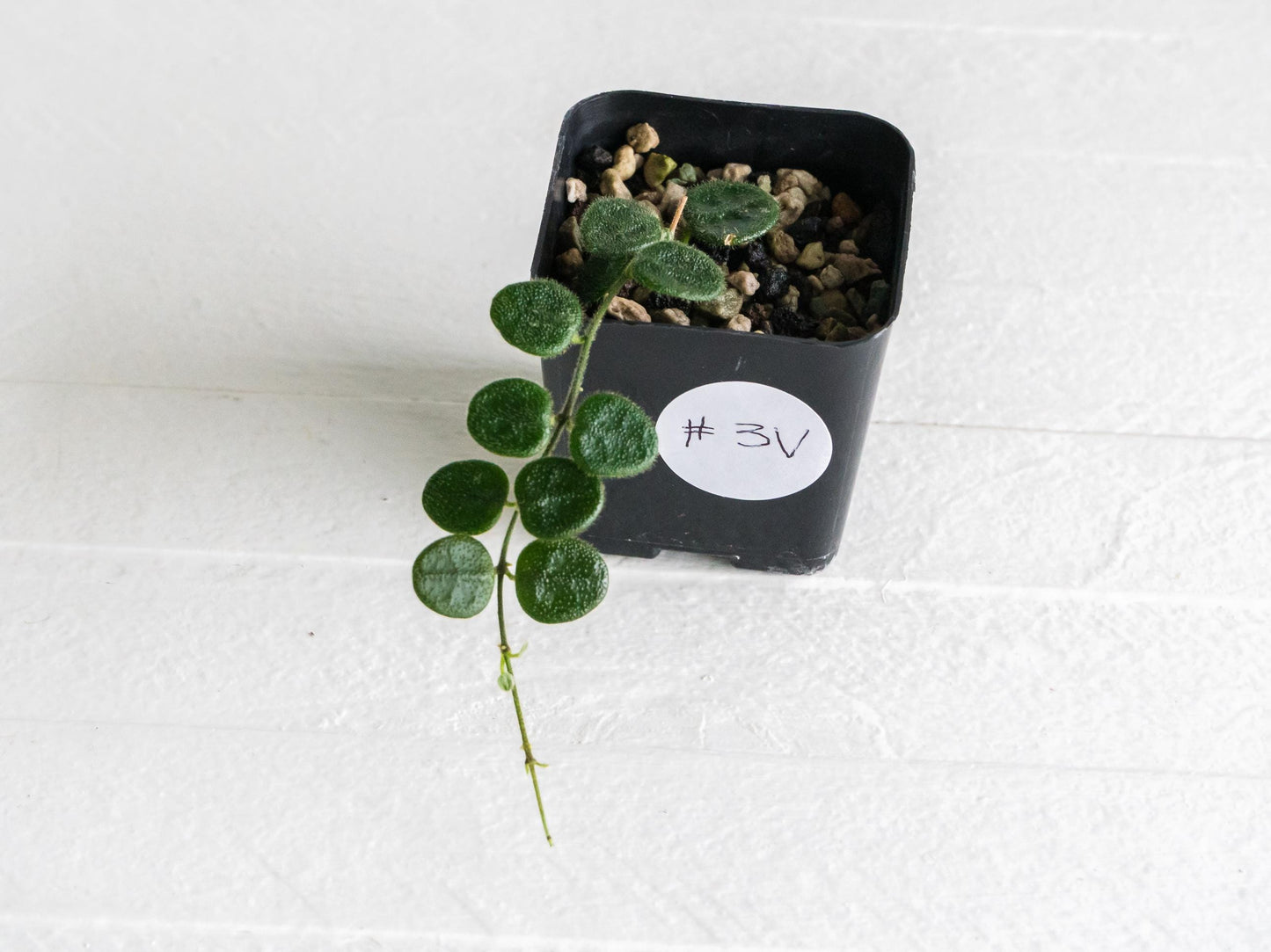 Hoya serpens | 2-Inch
