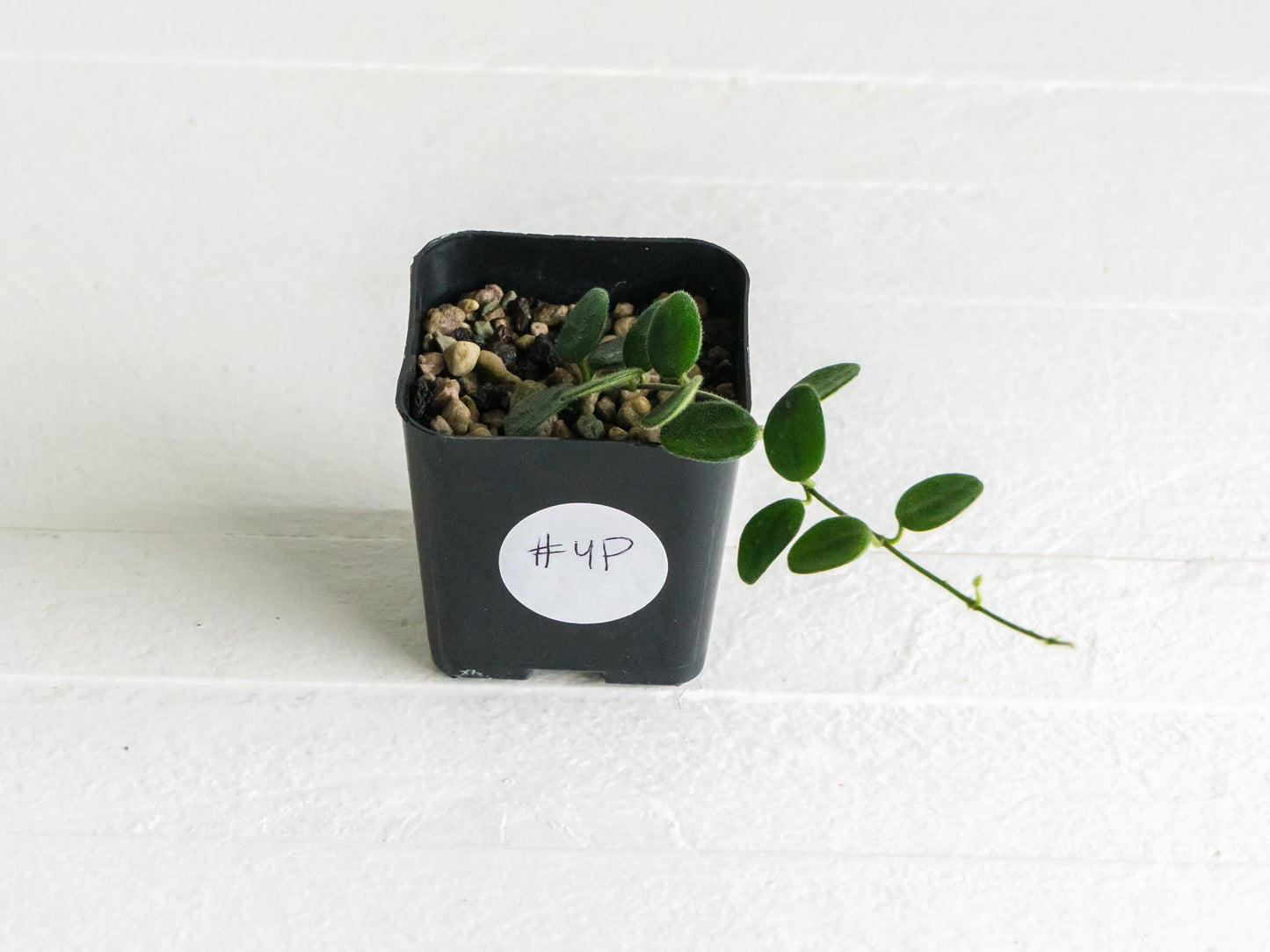 Hoya serpens | 2-Inch