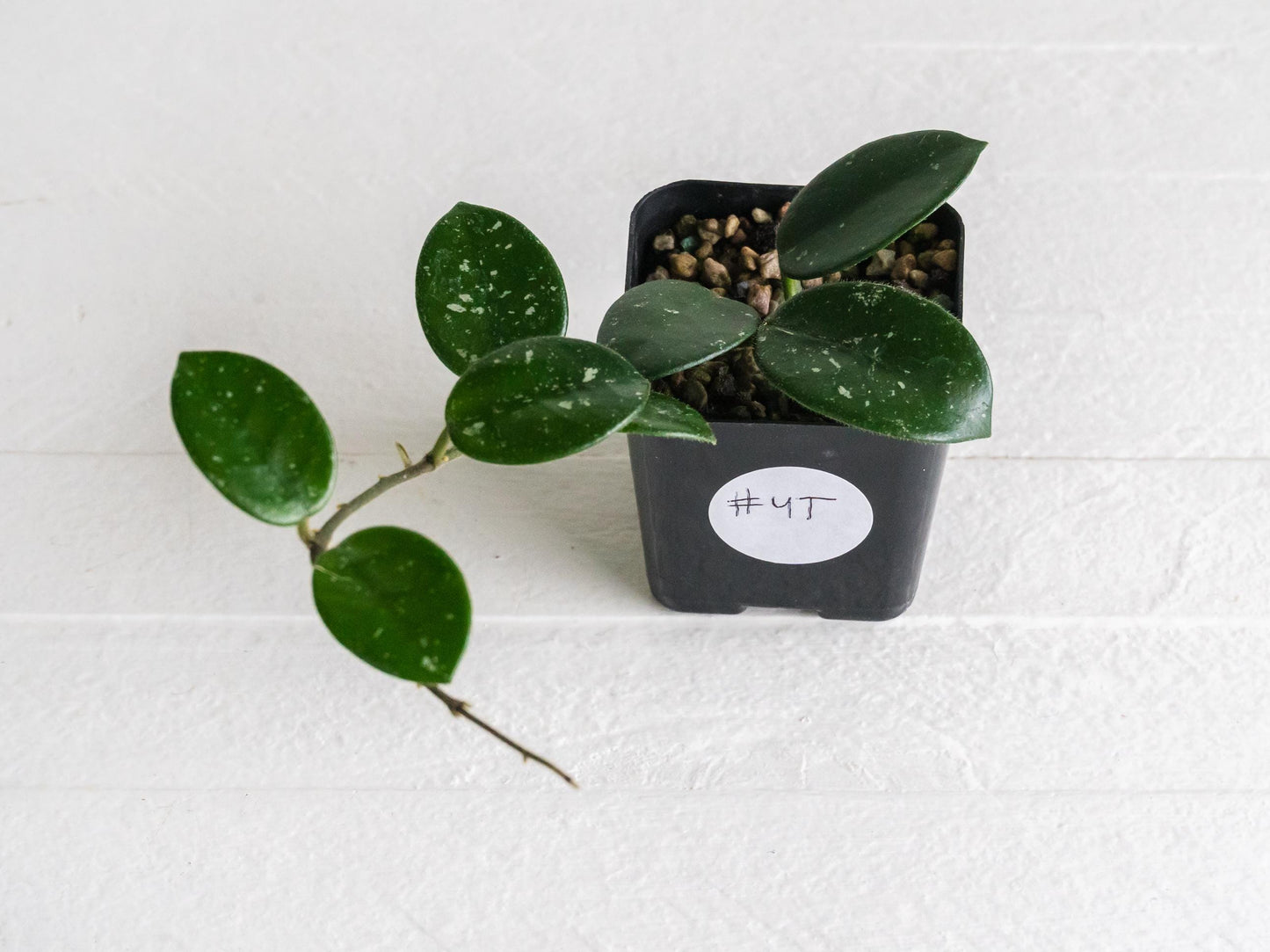 Hoya 'Mathilde' | 2-Inch