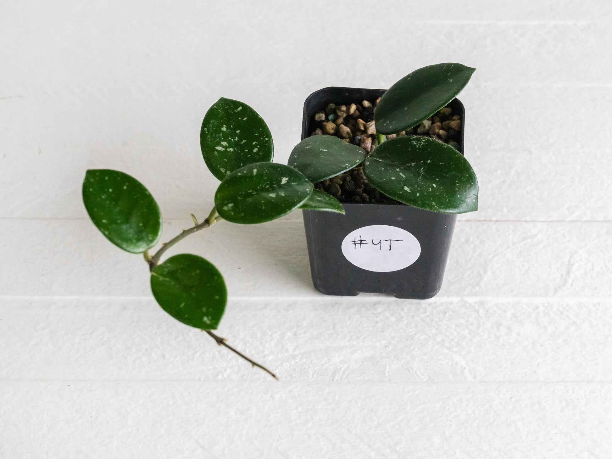 Hoya 'Mathilde' | 2-Inch