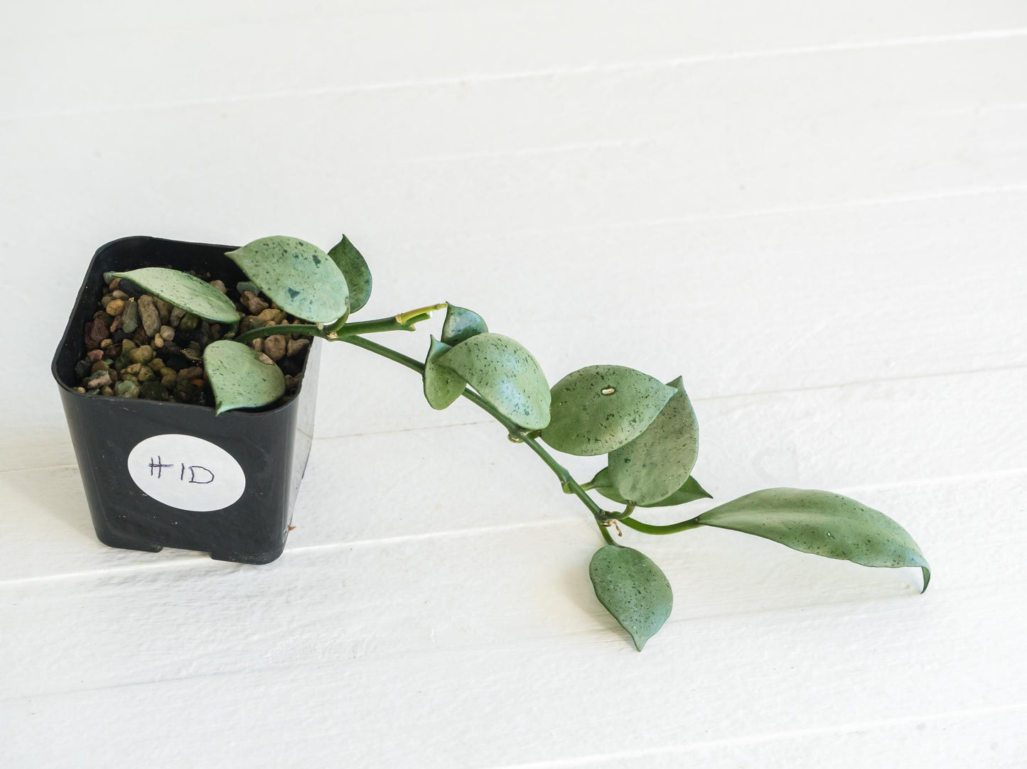 Hoya lacunosa 'Silver Mint Coin' | 2-Inch