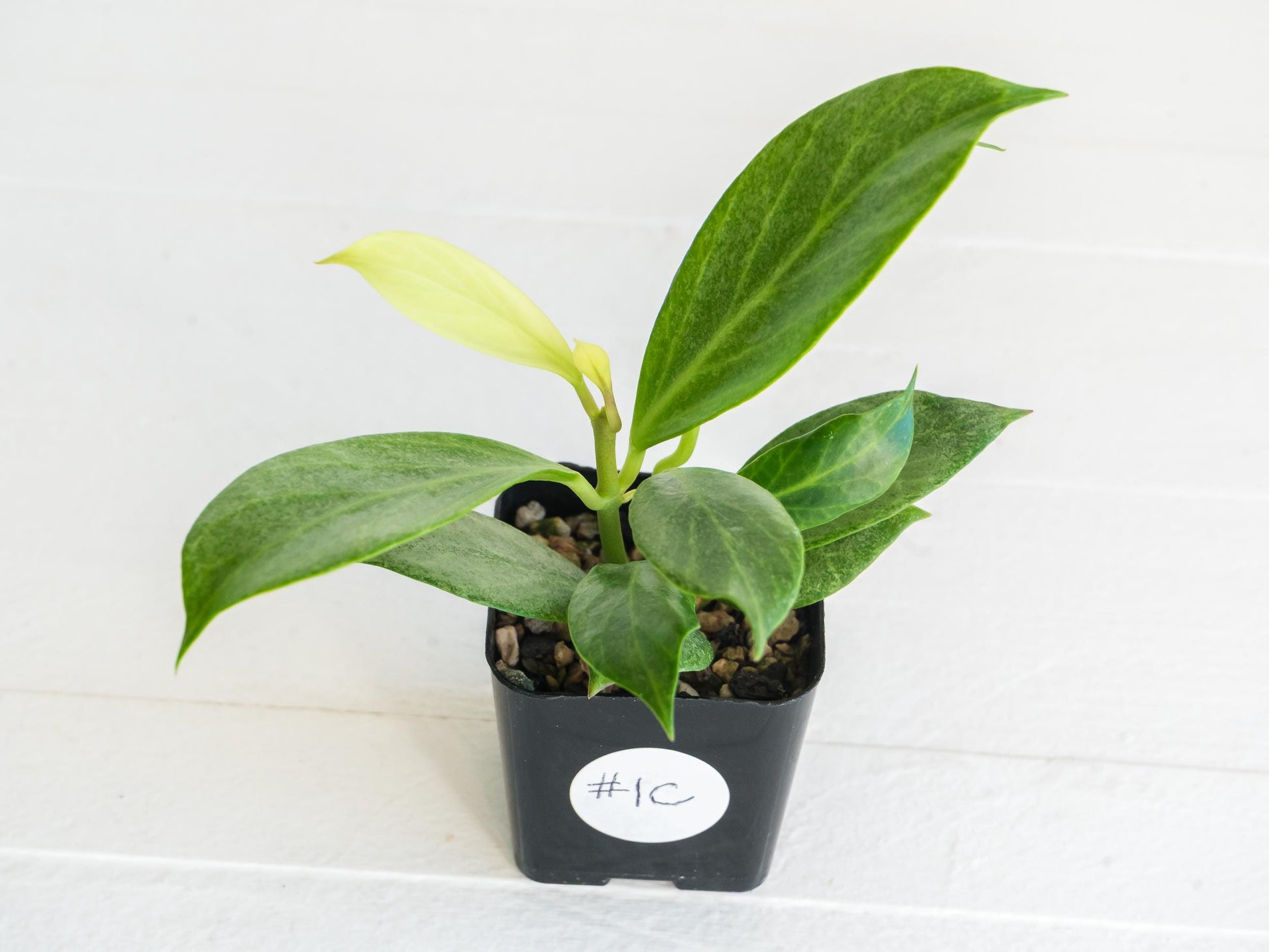 Hoya obscura (Silver) | 2-Inch