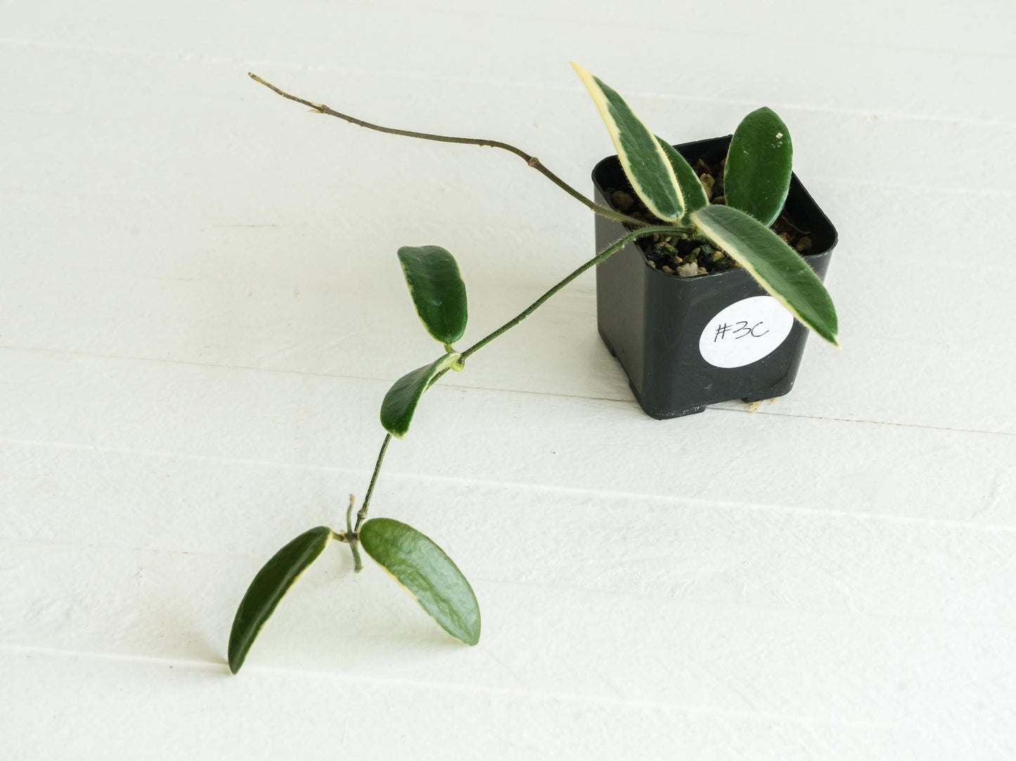 Hoya lyi 'Prism' (Pink Flower) | 2-Inch