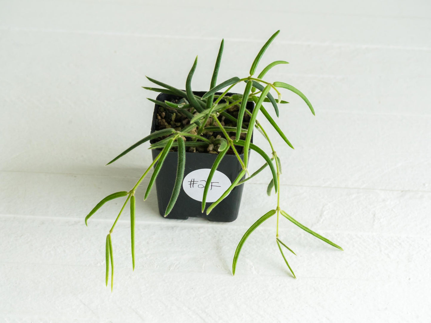 Hoya linearis | 2-Inch