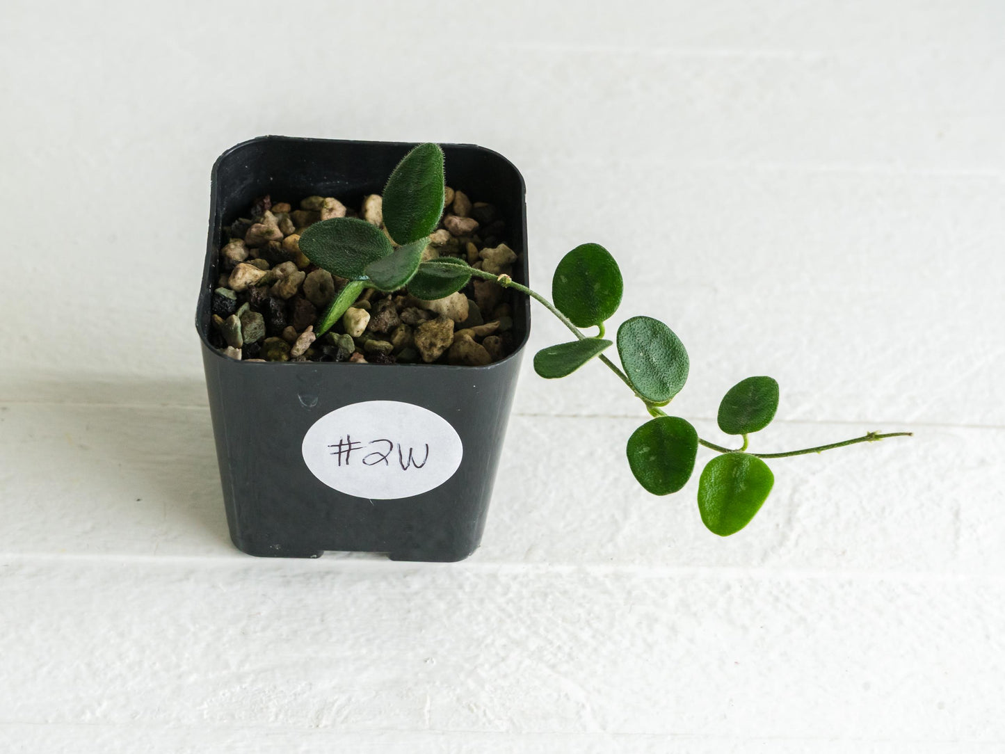 Hoya serpens | 2-Inch