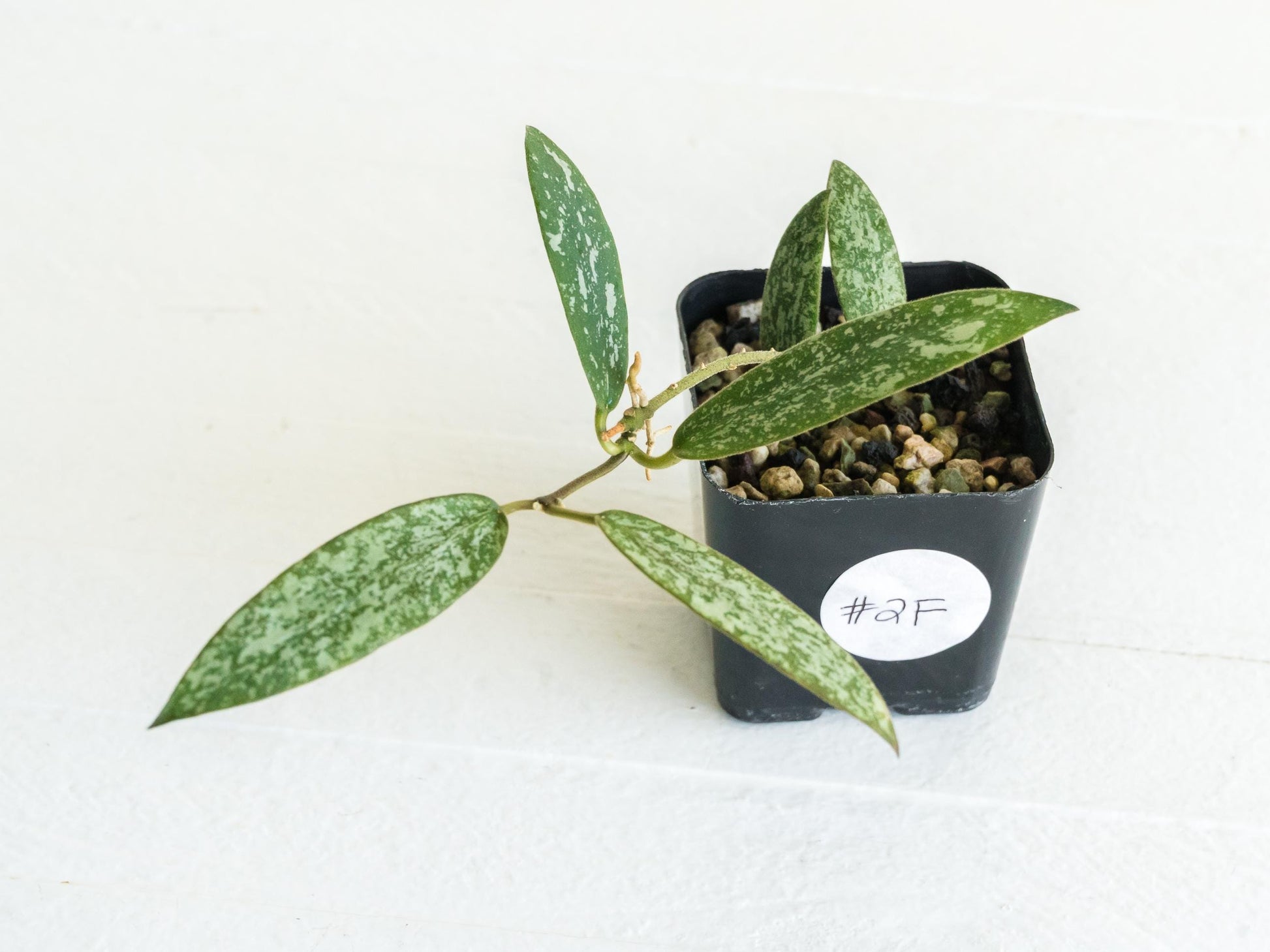 Hoya sigillatis 'Round Leaf' aka sigillatis (Silver) AH001 | 2-Inch