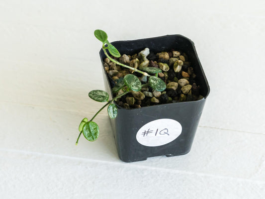 Hoya serpens (Splash) | 2-Inch