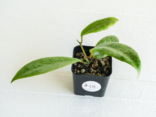 Hoya 'Jita Silver' | 2-Inch