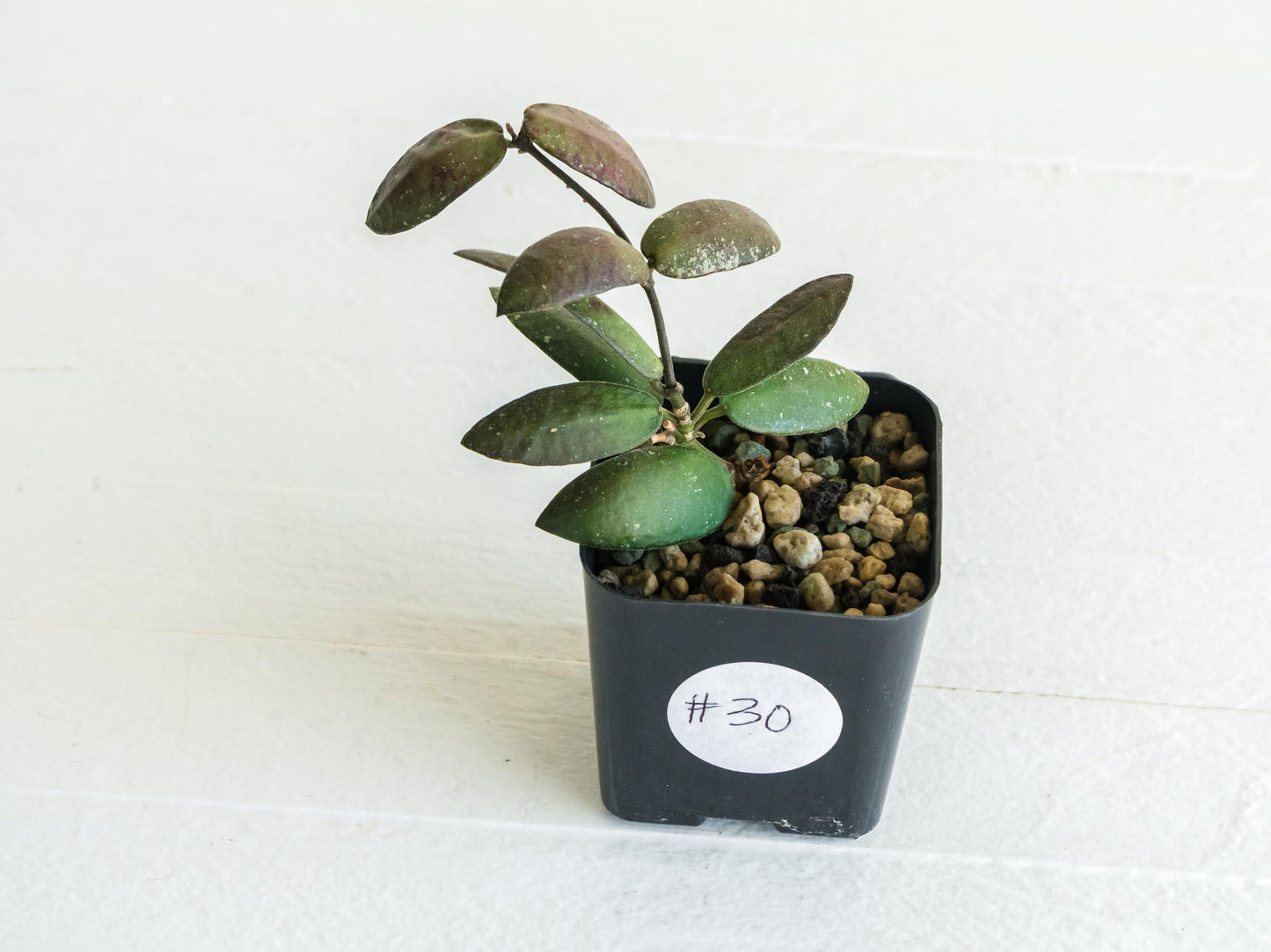 Hoya sigillatis 'Alas River' | 2-Inch