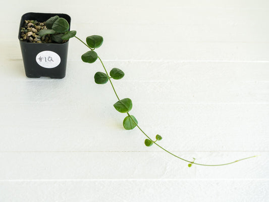 Hoya obcordata | 2-Inch