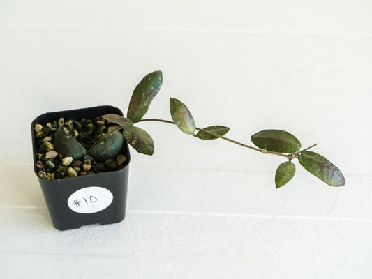 Hoya sigillatis 'Alas River' | 2-Inch