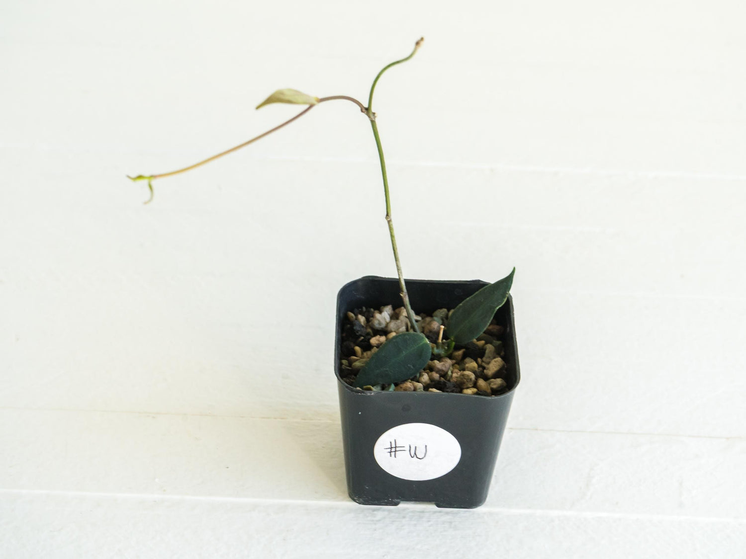 Hoya carrii (NS13-064) | 2-Inch