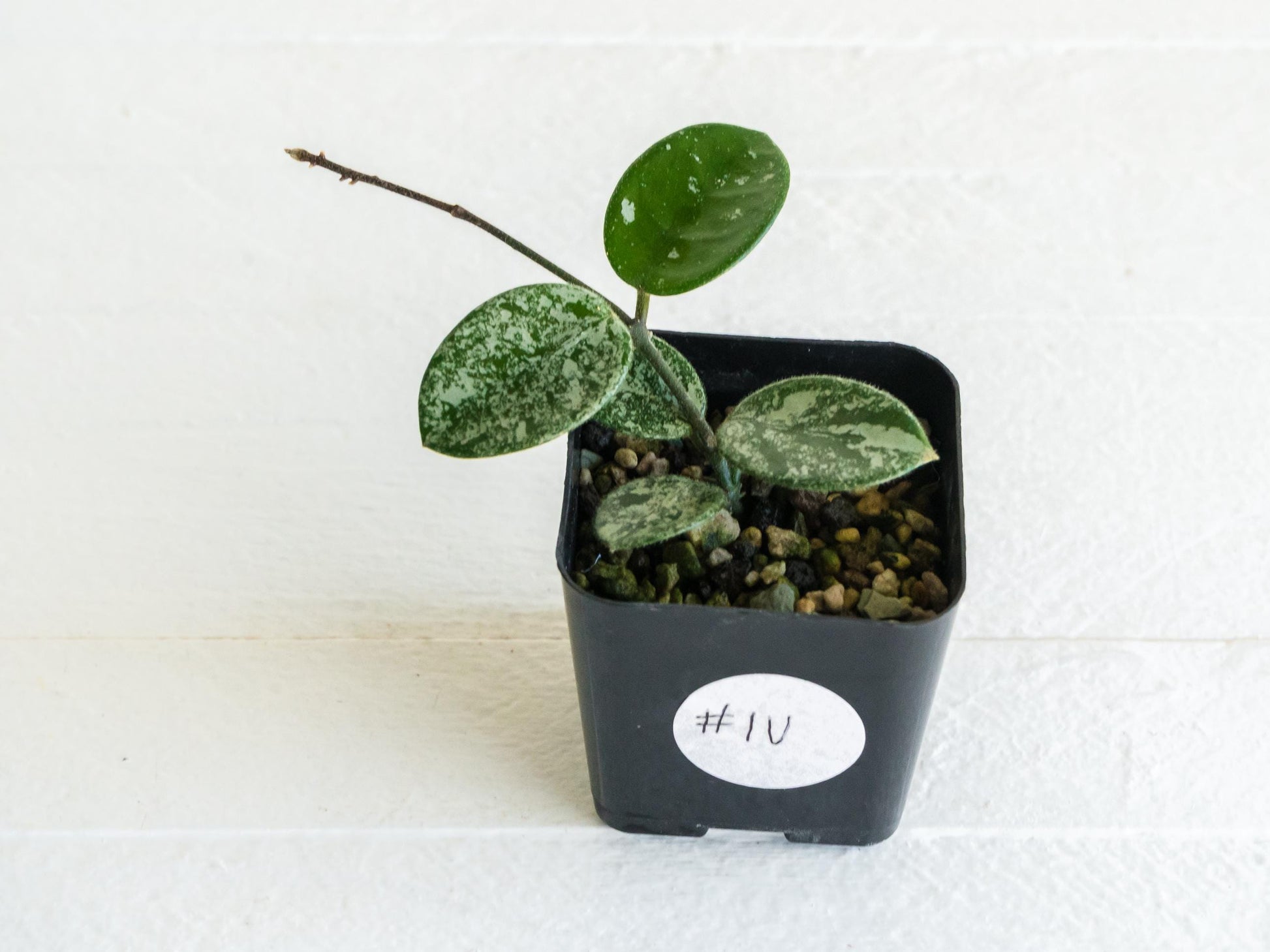 Hoya 'Mathilde' (Splash) | 2-Inch