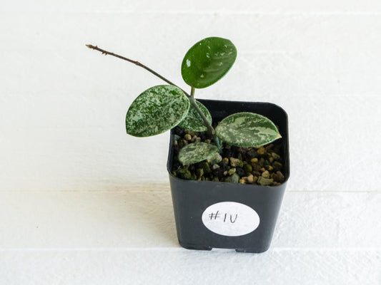 Hoya 'Mathilde' (Splash) | 2-Inch