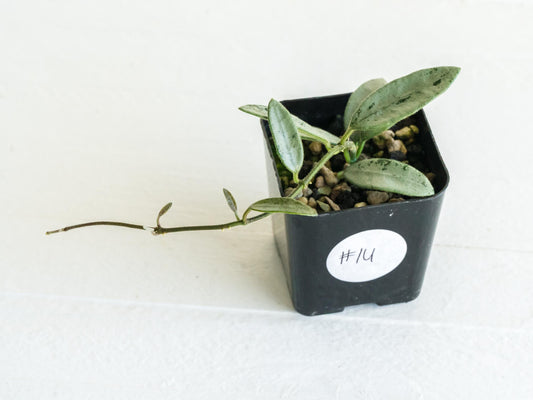 Hoya lima (Silver) | 2-Inch
