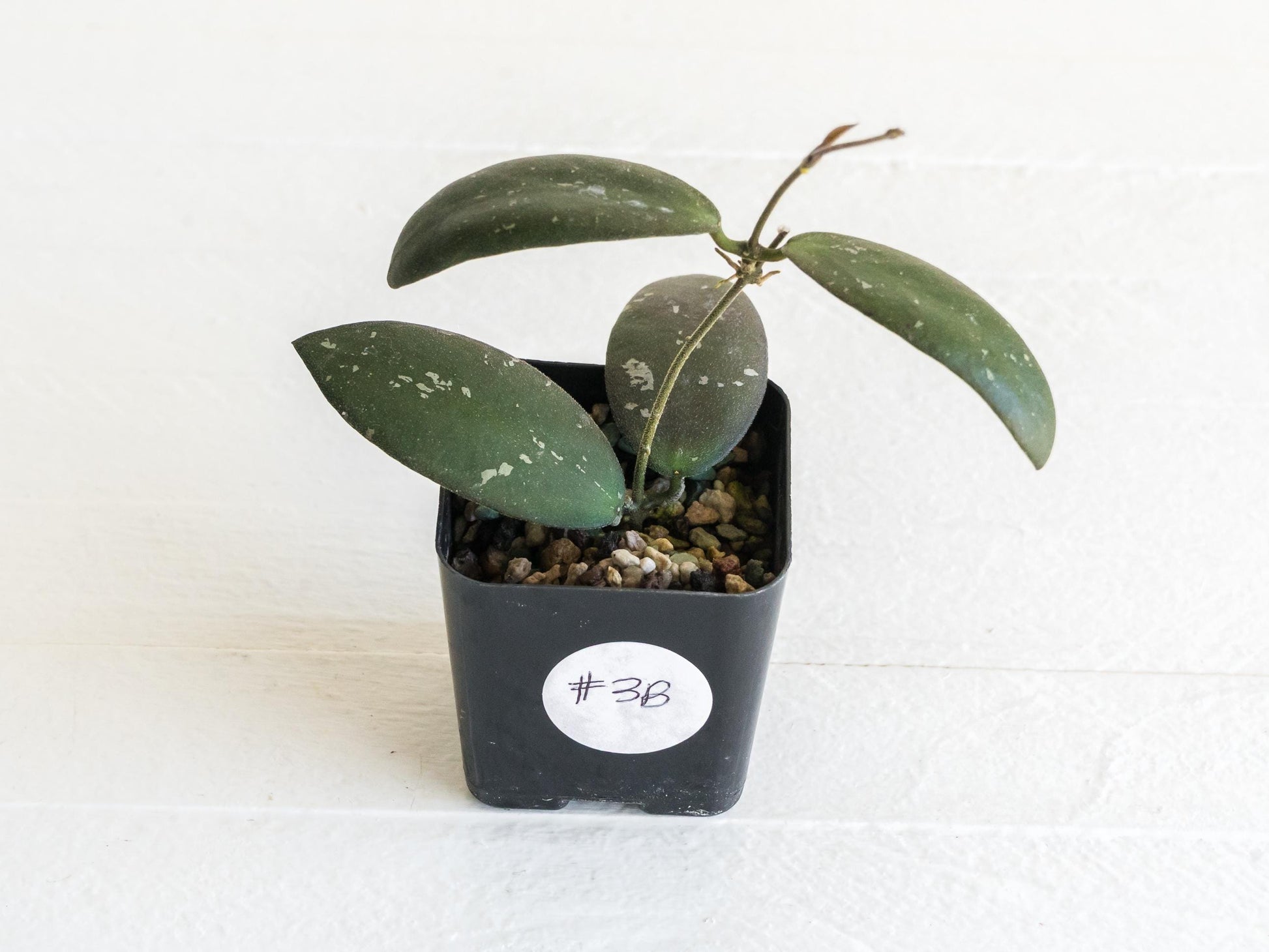 Hoya sabah 'Dragonfly' (EPC-960) | 2-Inch