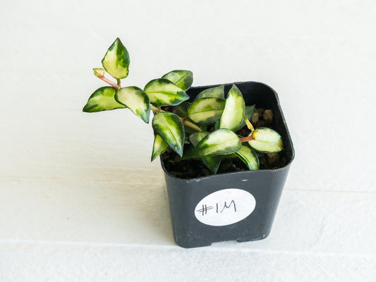 Hoya lacunosa 'Tricolor Bruno' | 2-Inch