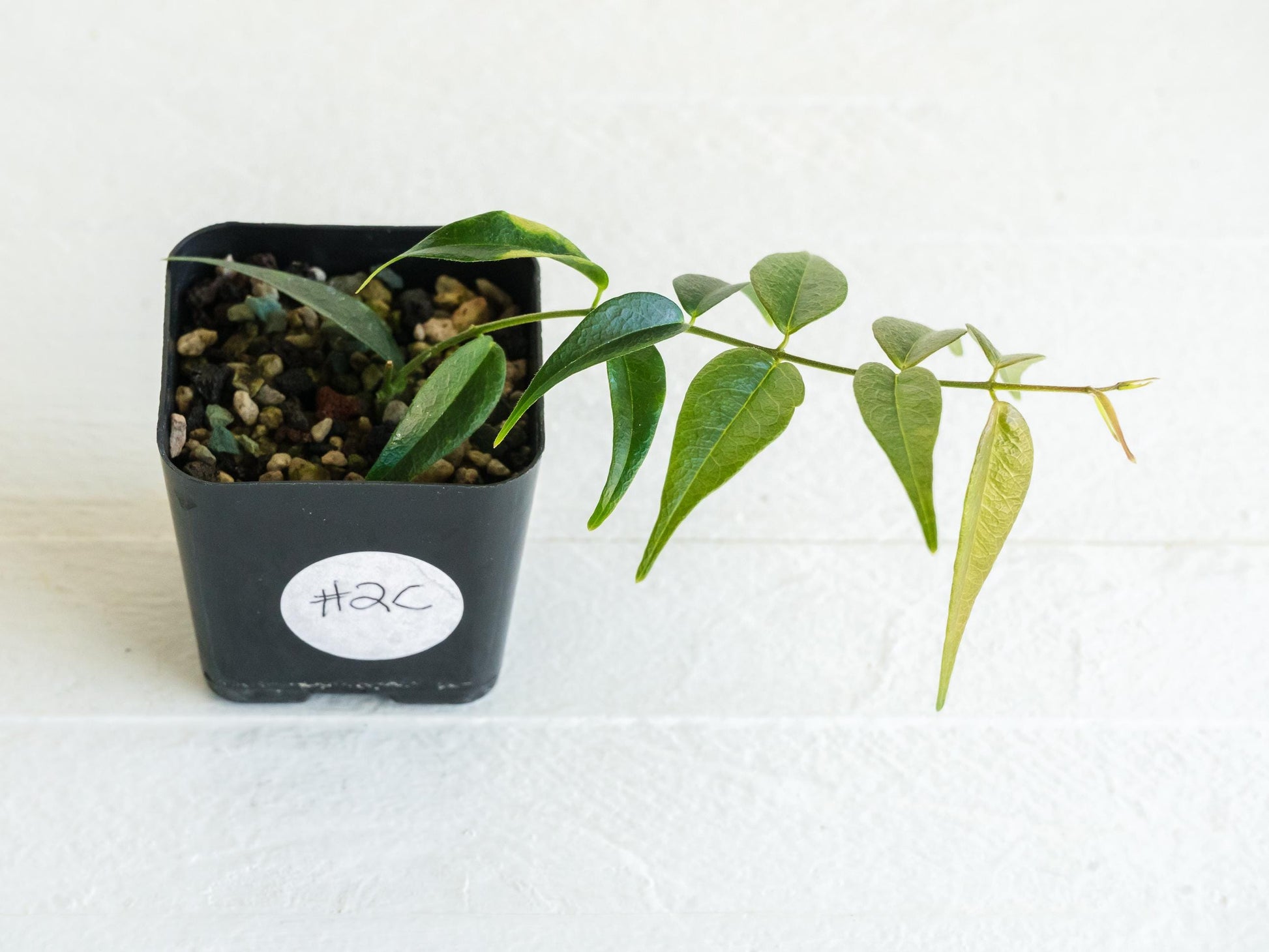Hoya leucantha | 2-Inch