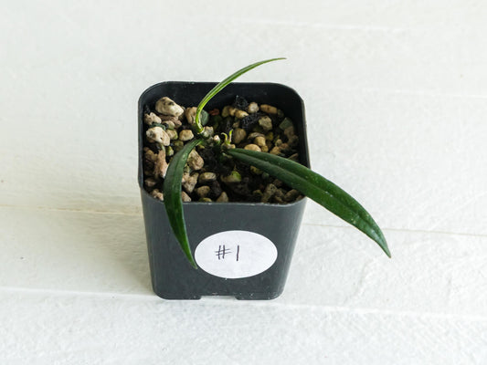 Hoya pauciflora | 2-Inch