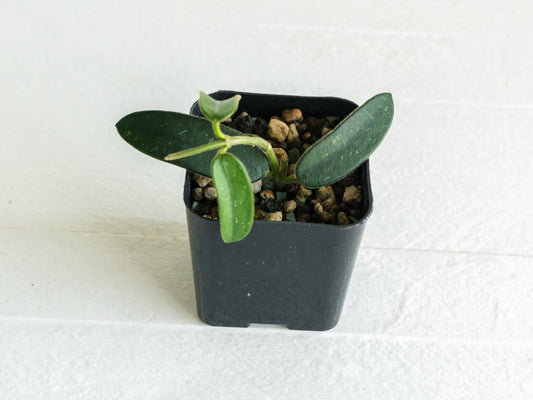 Hoya spectatissima | 2-Inch