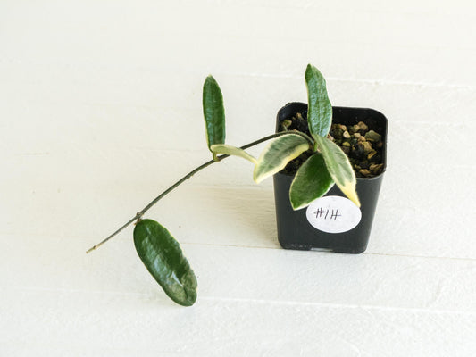 Hoya lyi 'Prism' (Pink Flower) | 2-Inch