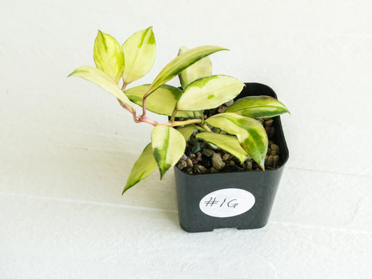 Hoya walliniana (Inner Variegated) | 2-Inch