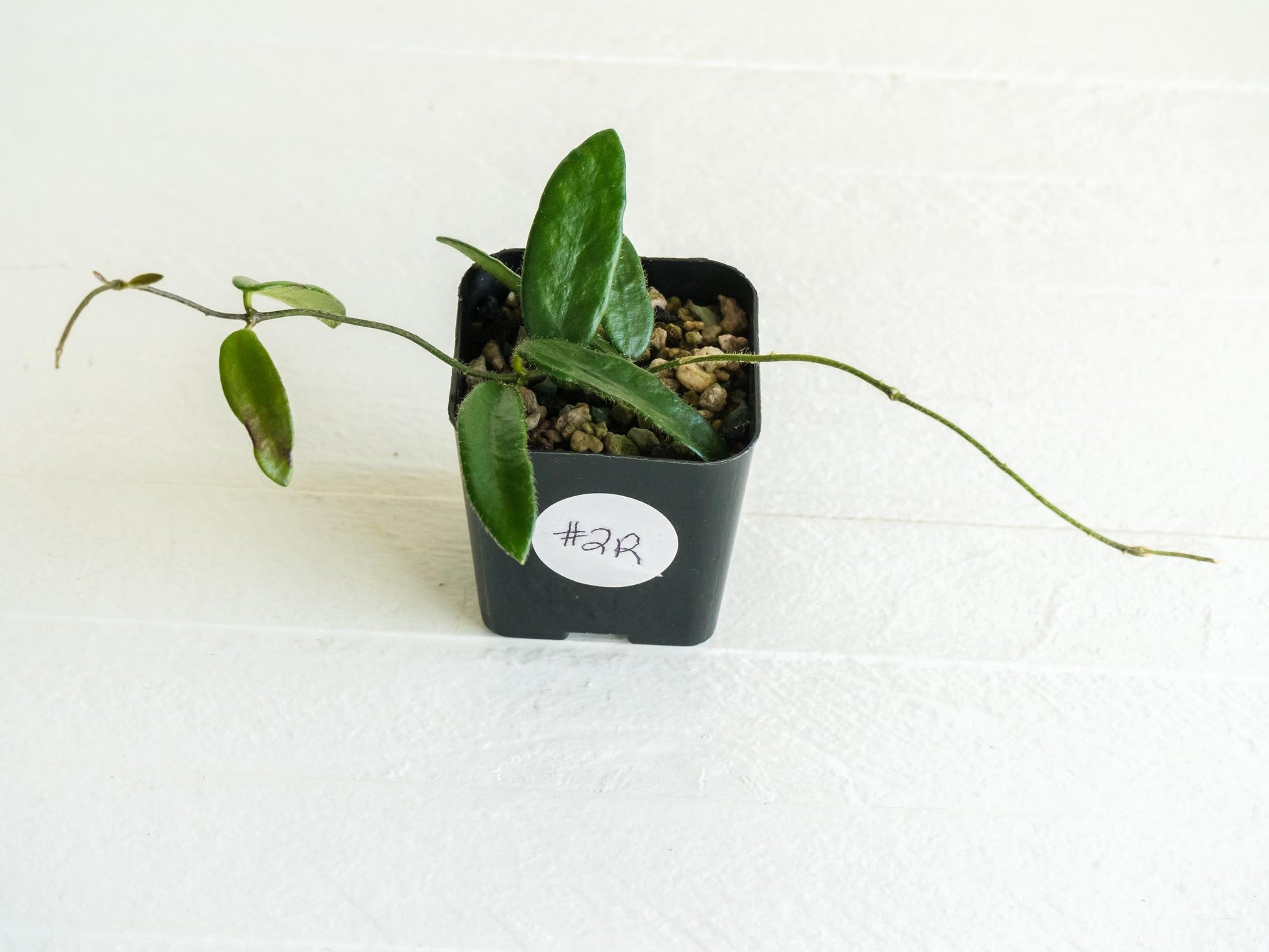 Hoya lyi | 2-Inch