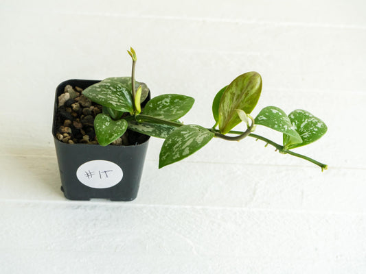 Hoya collina (IR-26) | 2-Inch