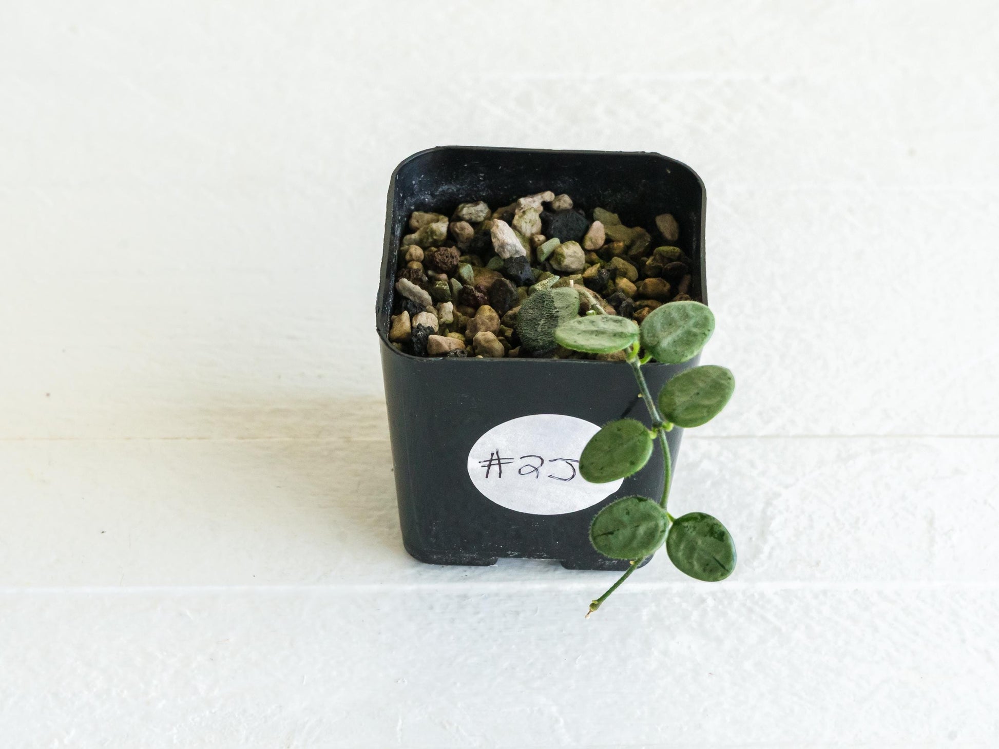 Hoya serpens (Silver) | 2-Inch