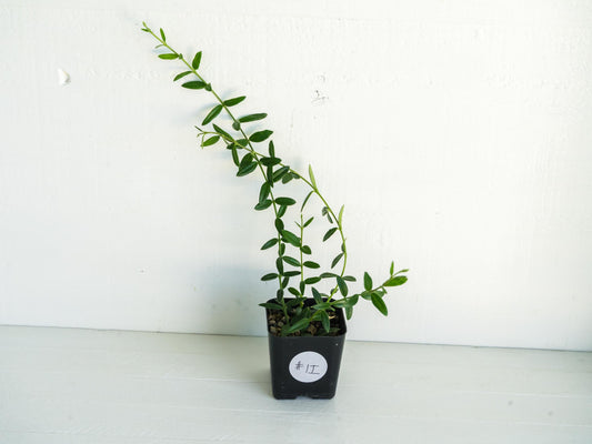 Hoya engleriana (Vietnam) | 2-Inch